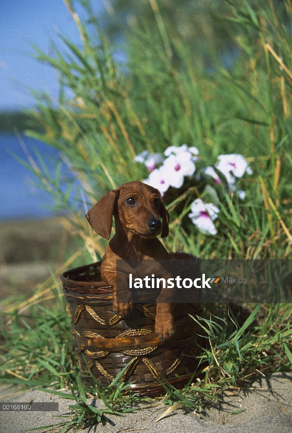 Retrato en miniatura Dachshund Smooth (Canis familiaris) en la cesta