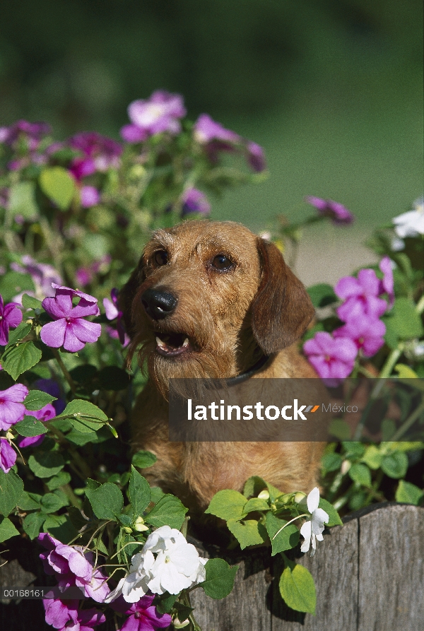 Retrato en miniatura Dachshund Wire-haired (Canis familiaris) de adultos sentada entre las flores de