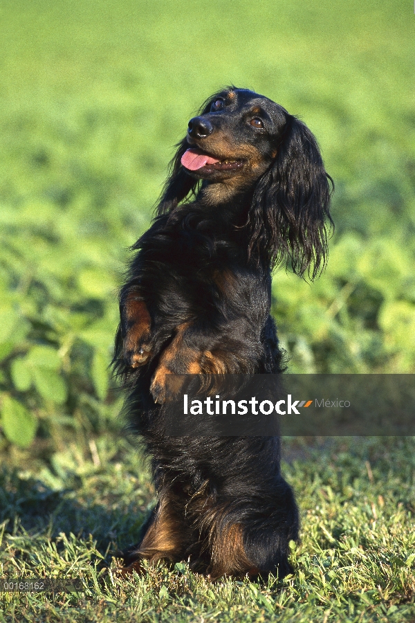 Sesión adulto Dachshund pelo largo (Canis familiaris) miniatura vertical sobre las patas traseras