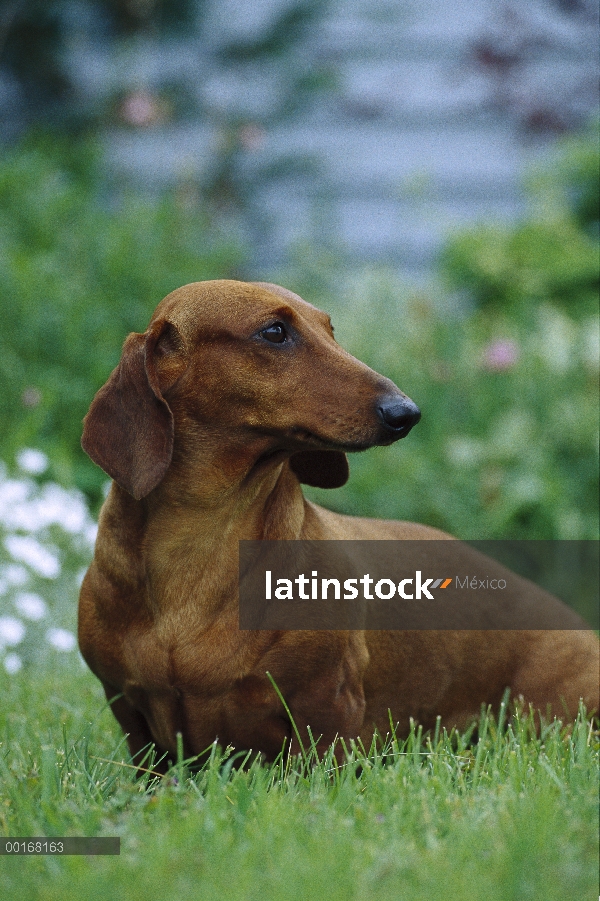 Retrato de perro salchicha (Canis familiaris) de adulto en césped de hierba verde