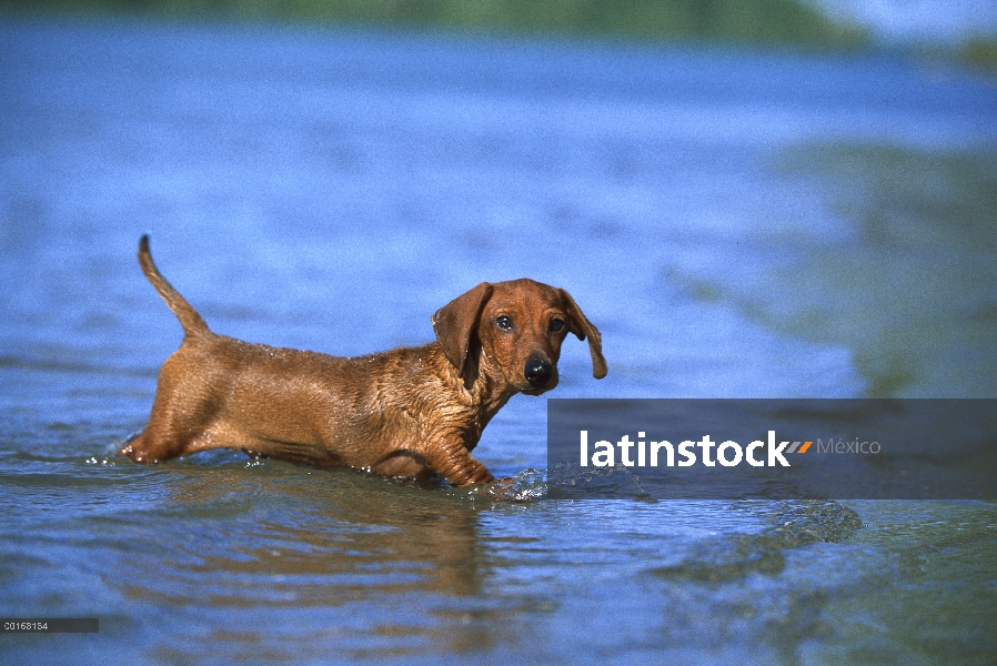 Cachorro de Dachshund Smooth (Canis familiaris) miniatura vadeando en aguas poco profundas