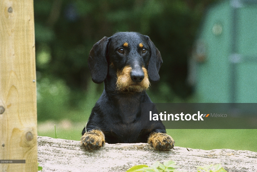 Retrato de Wire-haired Dachshund (Canis familiaris) estándar de un adulto con sus patas delanteras p