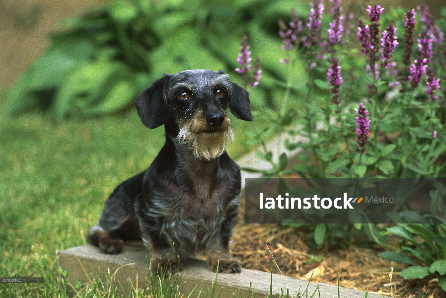 Adulto de Wire-haired Dachshund (Canis familiaris) miniatura sentado en el jardín entre la hierba ve