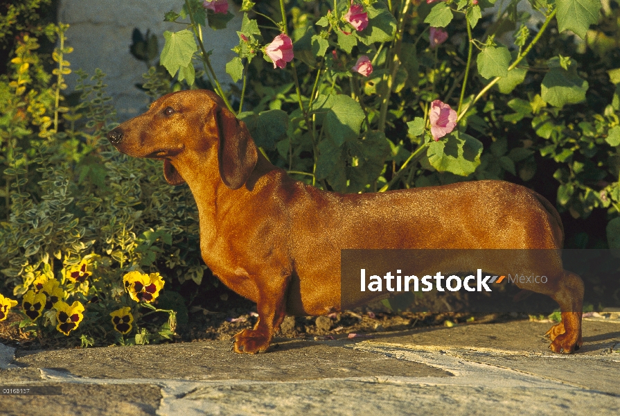 Estándar pie adulto Dachshund Smooth (Canis familiaris) en la trayectoria del jardín con pensamiento