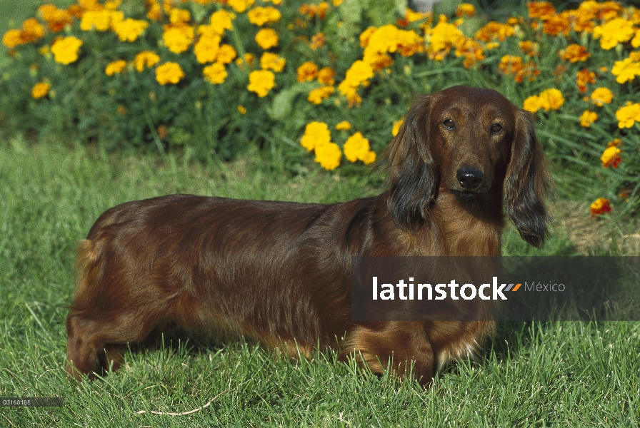 Estándar pie adulto Dachshund pelo largo (Canis familiaris) en el césped con las caléndulas en el fo