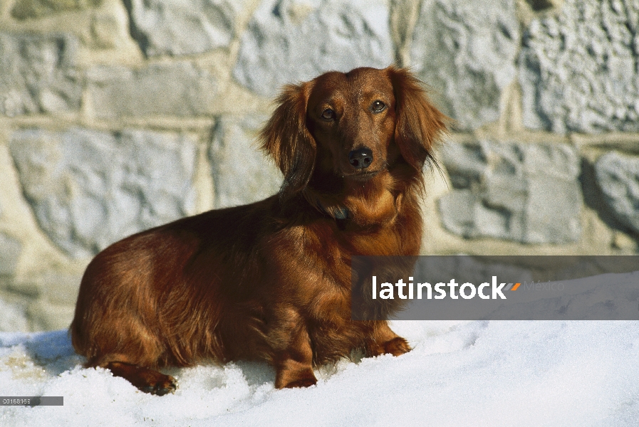 Dachshund pelo largo Standard (Canis familiaris) pie en suelo cubierto de nieve