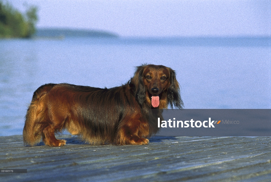 Estándar pie adulto Dachshund pelo largo (Canis familiaris) en muelle