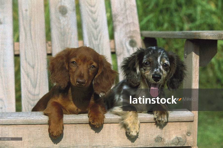 Dos cachorros de Teckel de pelo largo (Canis familiaris) de miniatura de diferentes colores, sentado