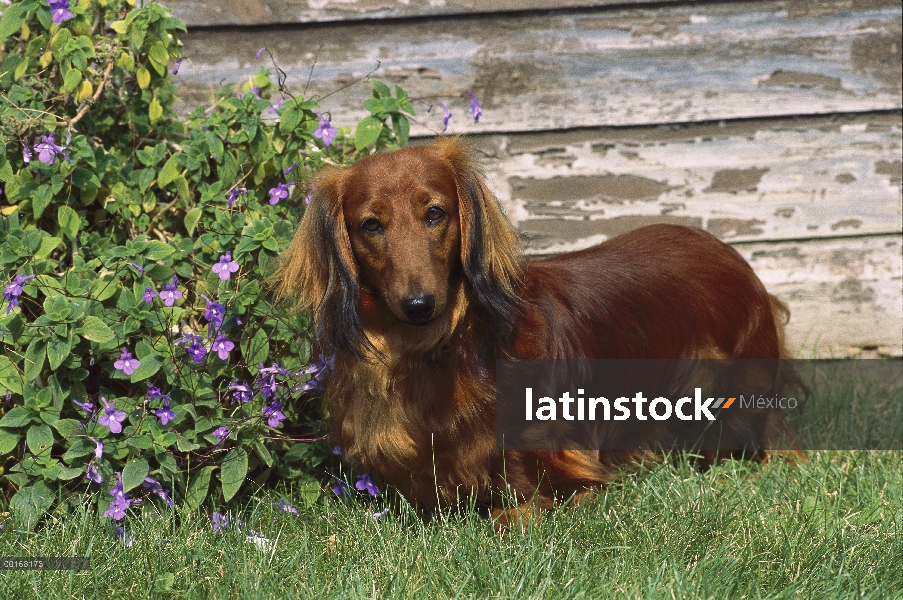 Estándar pie adulto Dachshund pelo largo (Canis familiaris) en el jardín entre las flores