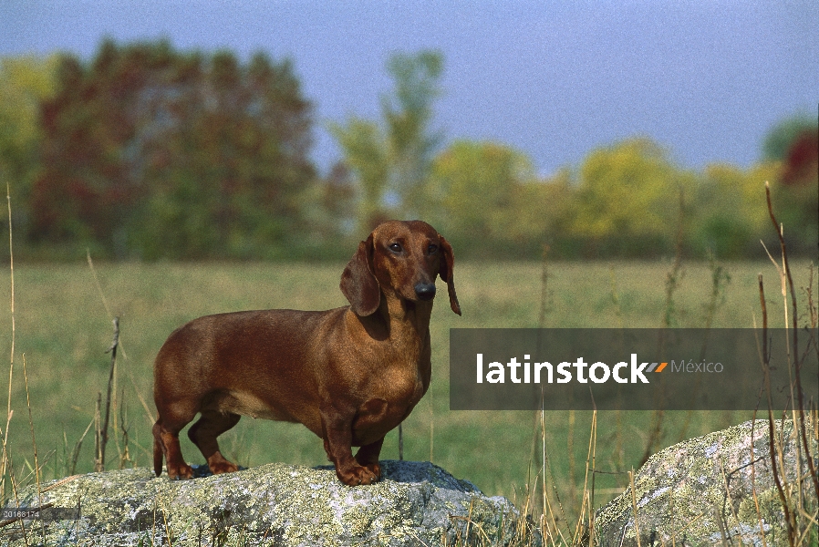 Retrato de Lisa Dachshund (Canis familiaris) estándar de adulto de pie sobre una roca en un campo ab