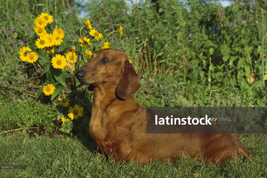 Retrato de Lisa Dachshund (Canis familiaris) estándar de adulto en jardín con margaritas en el fondo