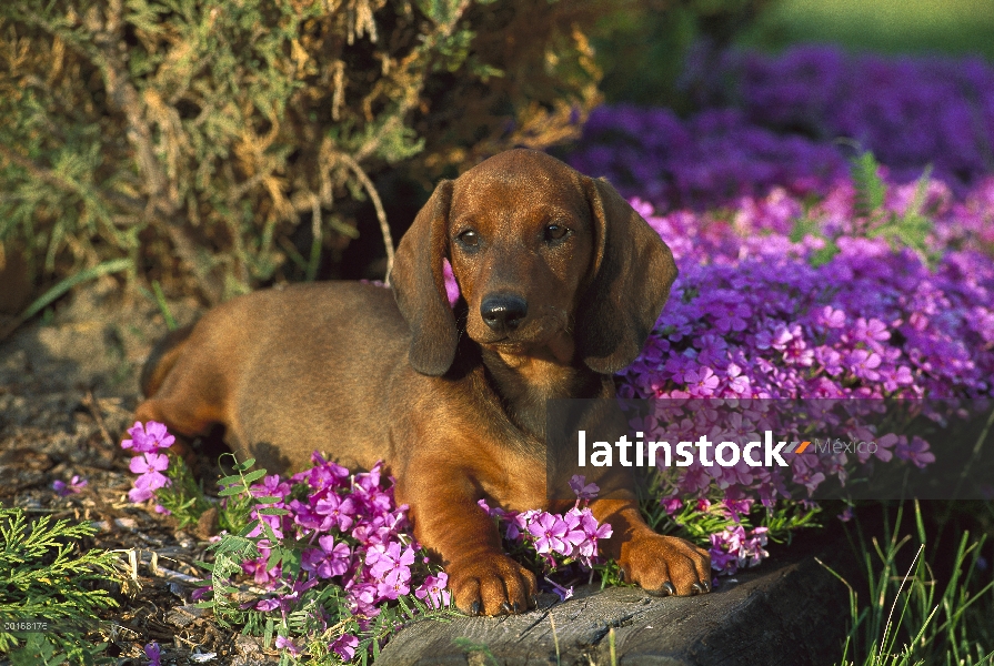 Estándar cachorro Dachshund Smooth (Canis familiaris) tendido entre flores del jardín