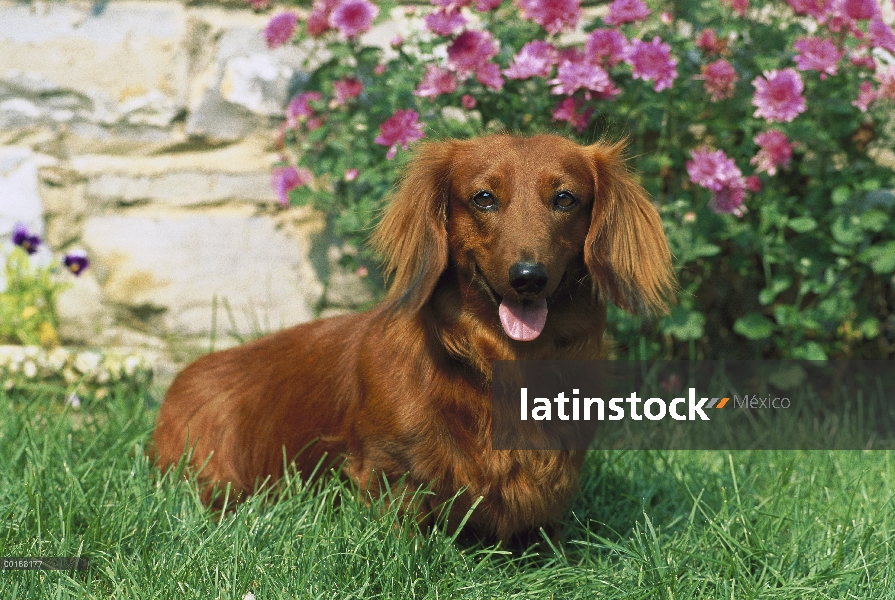 Estándar retrato adulto Dachshund pelo largo (Canis familiaris) en jardín con flores