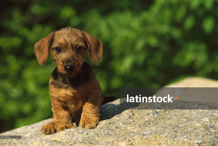 Retrato en miniatura Dachshund Wire-haired (Canis familiaris) cachorro