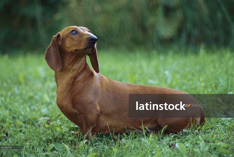 Estándar retrato adulto Dachshund Smooth (Canis familiaris) en césped verde