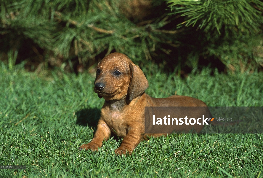 Estándar cachorro Dachshund Smooth (Canis familiaris) en césped de hierba verde