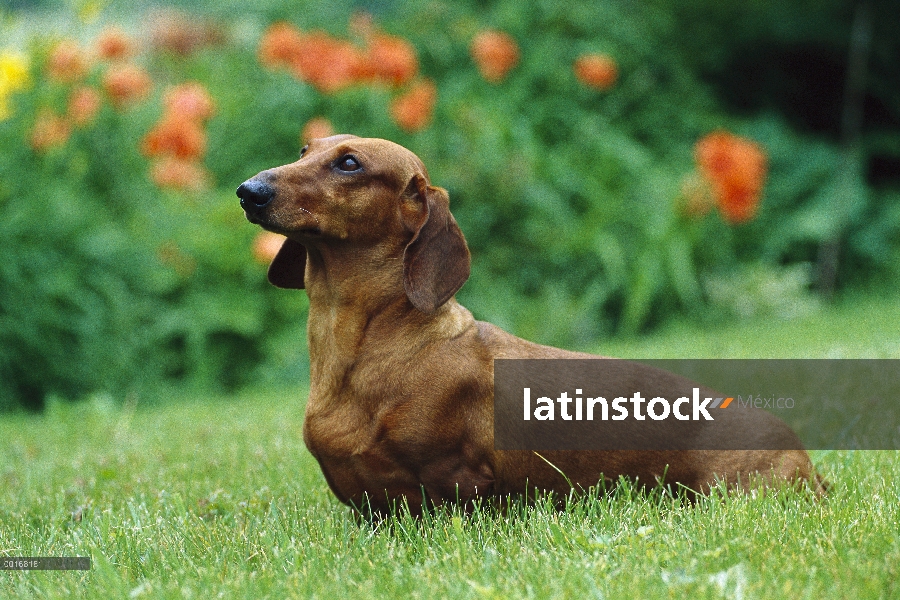 Retrato de Lisa Dachshund (Canis familiaris) estándar de adulto en el césped del jardín