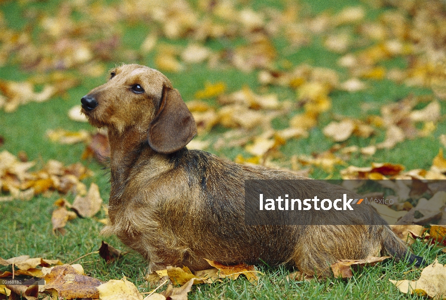 Retrato de Wire-haired Dachshund (Canis familiaris) estándar de adulto en césped cubierto de hojas d