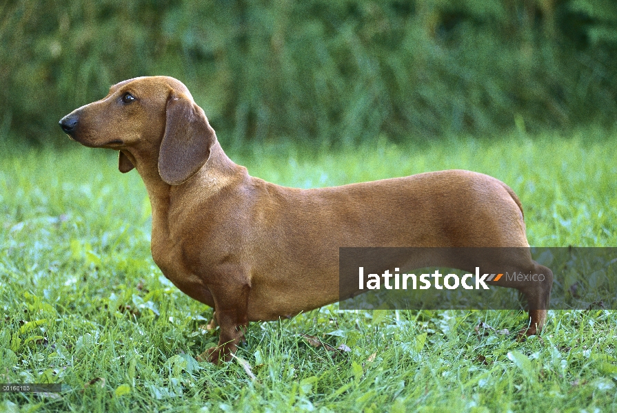 Estándar retrato adulto Dachshund Smooth (Canis familiaris) en campo de hierba verde