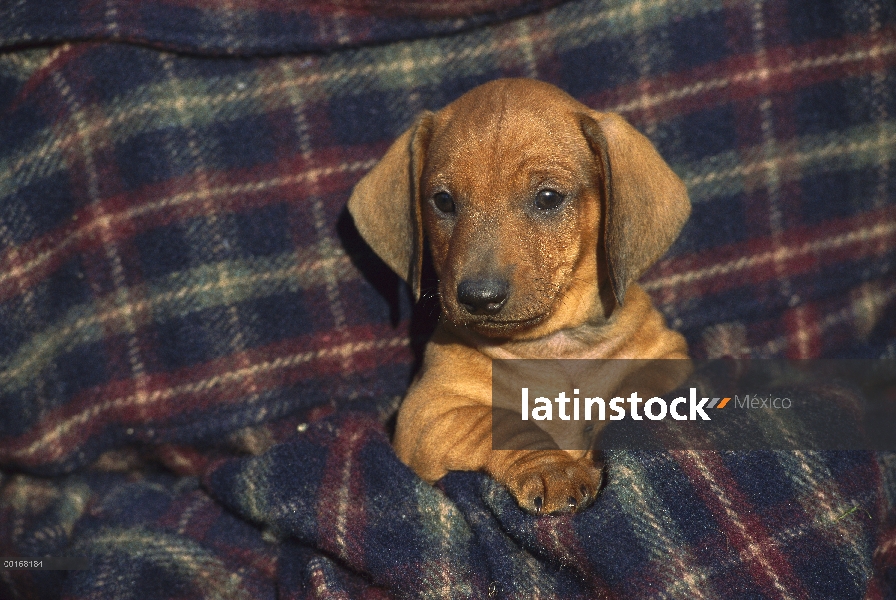 Estándar cachorro Dachshund Smooth (Canis familiaris) descansando sobre la manta de franela