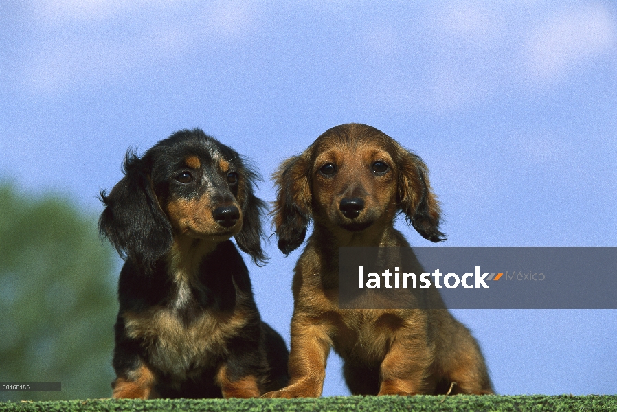 Dos cachorros de miniatura Dachshund pelo largo (Canis familiaris)