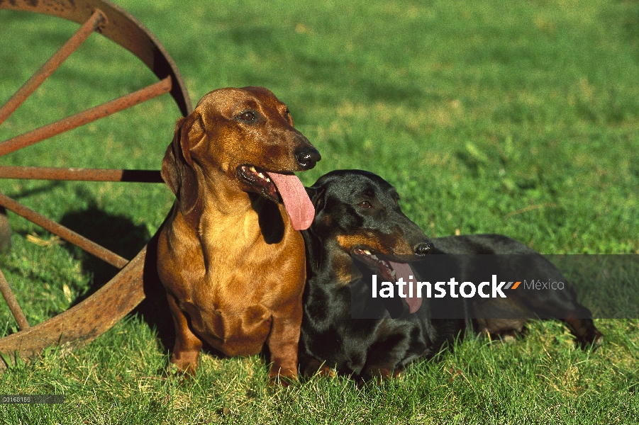 Estándar liso Dachshund (Canis familiaris) dos descansando en el césped junto a la rueda de carro