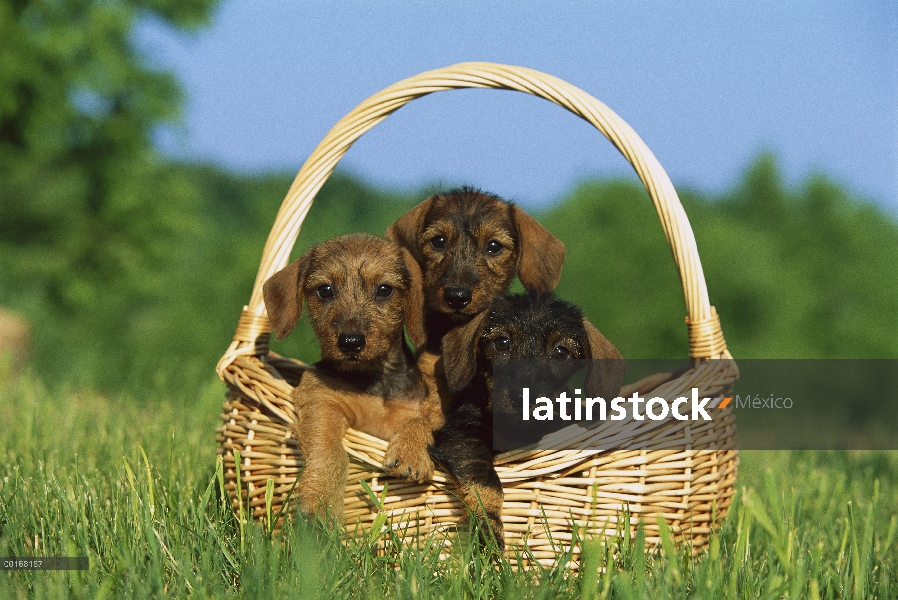 Tres cachorros de Dachshund Wire-haired (Canis familiaris) de miniatura en una cesta