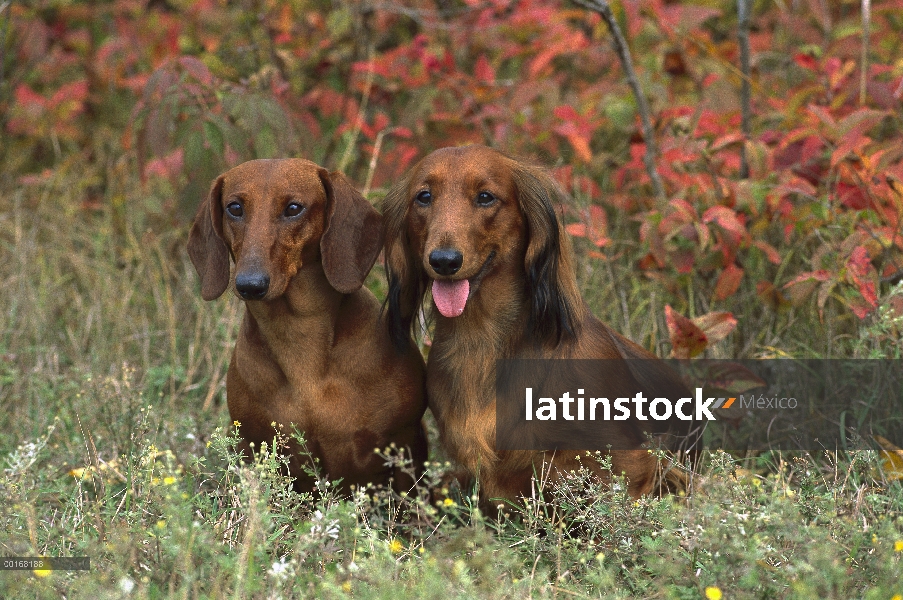 Dachshund (Canis familiaris) estándar estándar y liso pelo largo sentado junto en el campo de hierba