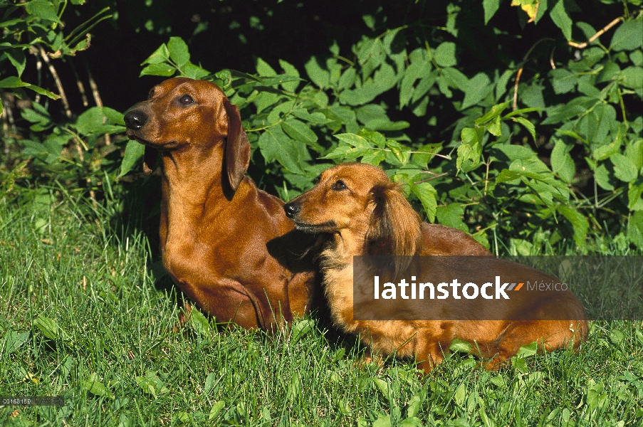 Dachshund (Canis familiaris) estándar estándar y liso pelo largo sentado junto en el campo de hierba