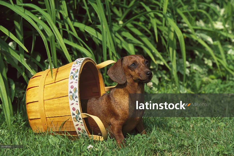 Adulto de miniatura Dachshund Smooth (Canis familiaris) en la cesta en césped verde