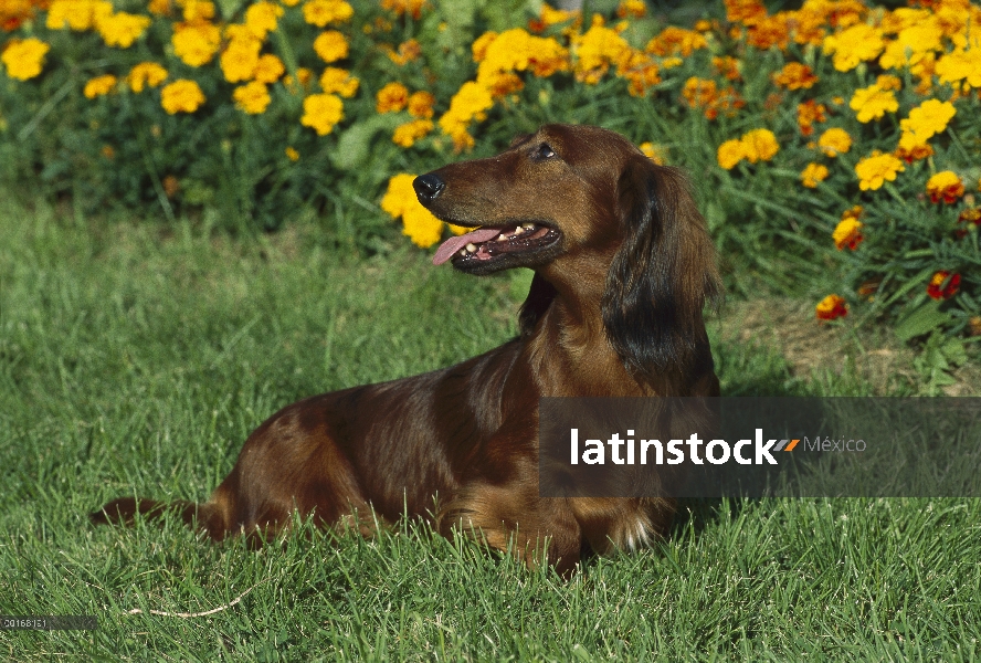 Estándar pie adulto Dachshund pelo largo (Canis familiaris) en el césped con las caléndulas en el fo