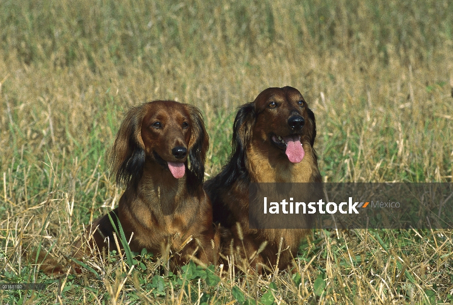 Estándar Dachshund pelo largo (Canis familiaris) dos adultos sentados juntos en el campo de hierba