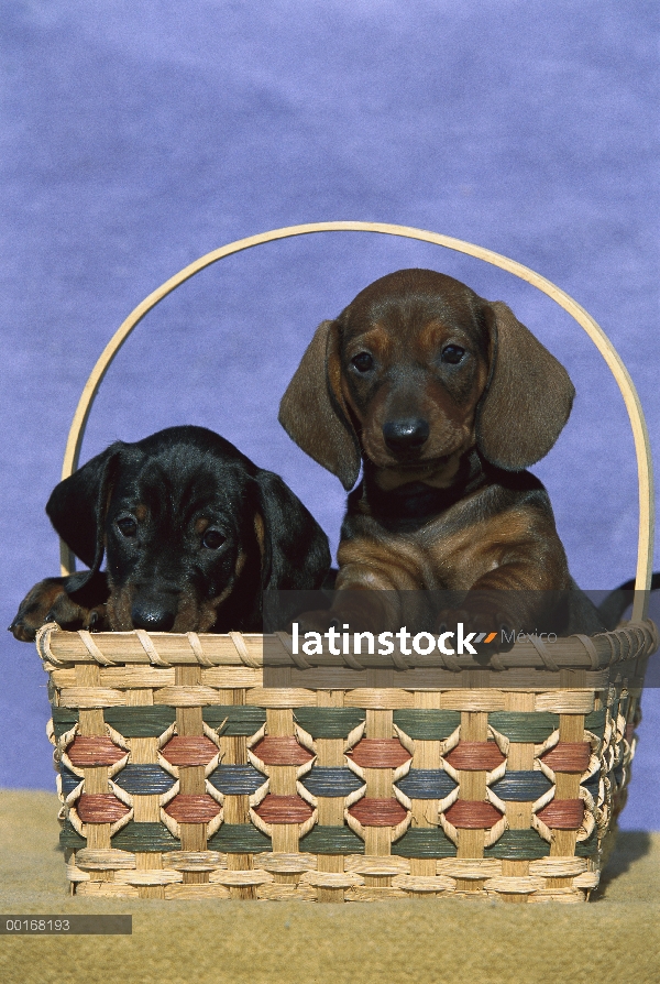 Estándar liso Dachshund (Canis familiaris) dos cachorros en una canasta