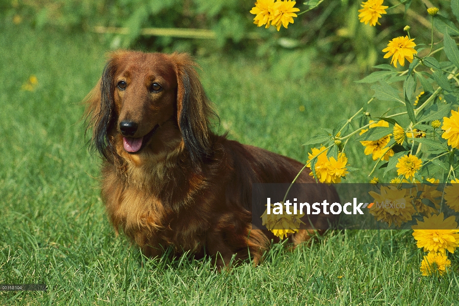 Estándar adulto Dachshund pelo largo (Canis familiaris) descansando en el césped cerca de flores del