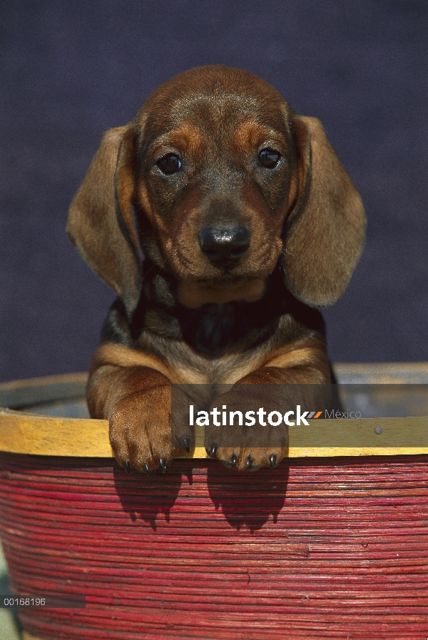 Retrato de Lisa Dachshund (Canis familiaris) estándar de un cachorro en una canasta