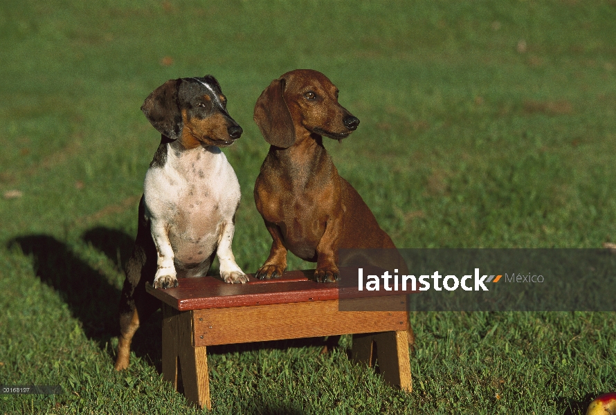 Adultos en dos miniatura Dachshund Smooth (Canis familiaris) de pie de coloración diferentes en un t