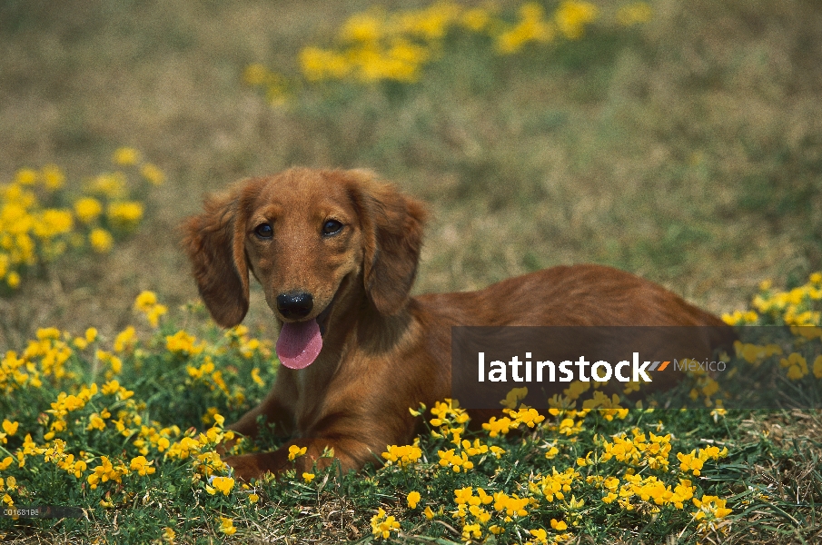 Cachorro de Teckel de pelo largo (Canis familiaris) miniatura en campo entre las flores