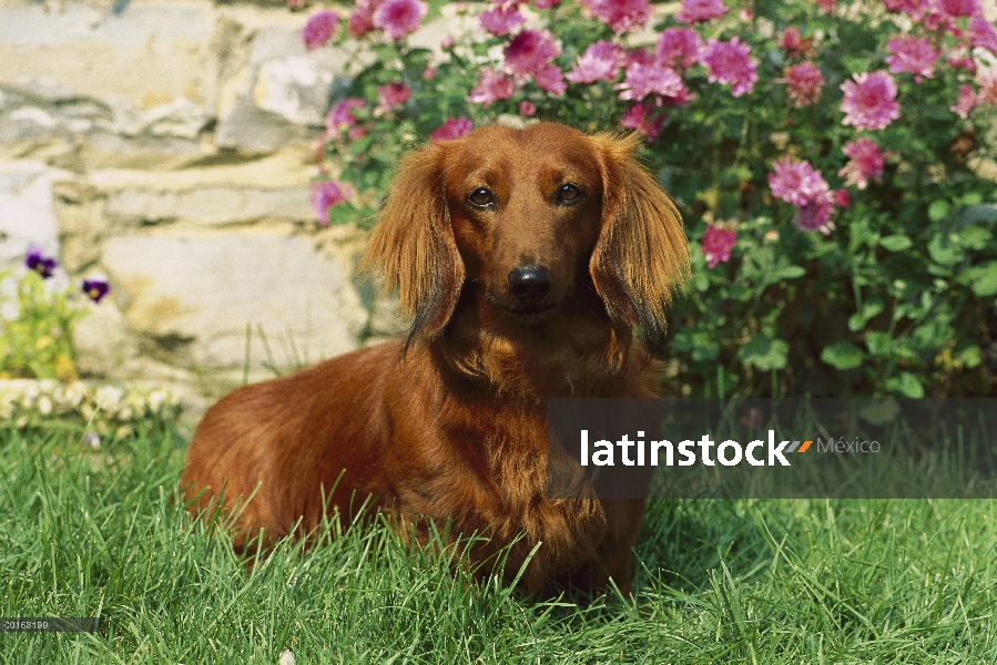 Estándar retrato adulto Dachshund pelo largo (Canis familiaris) en jardín con flores