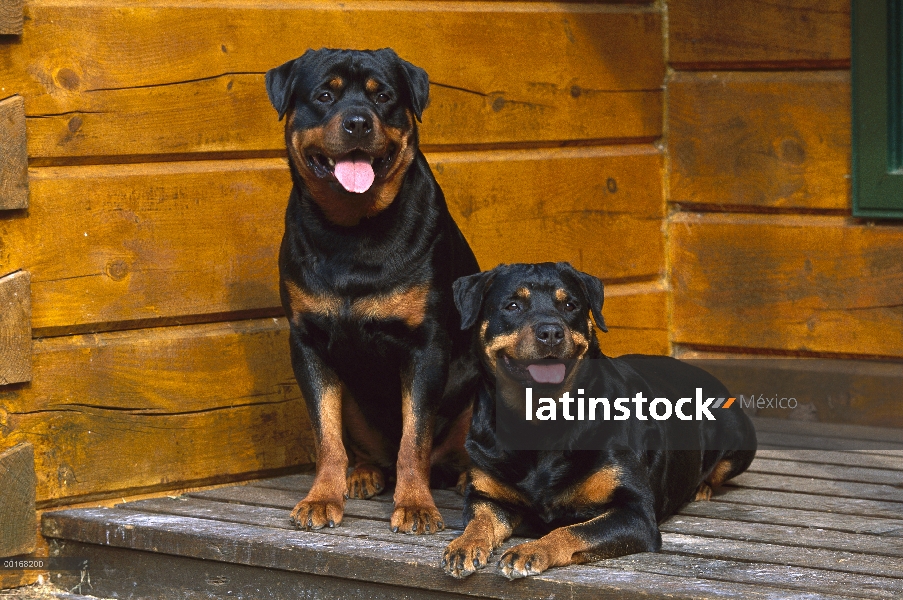 Pareja de Rottweiler (Canis familiaris) de adultos en un porche