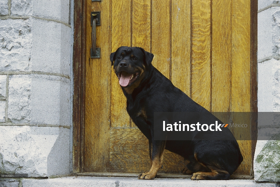 Adulto de Rottweiler (Canis familiaris) sentado delante de la puerta de una casa