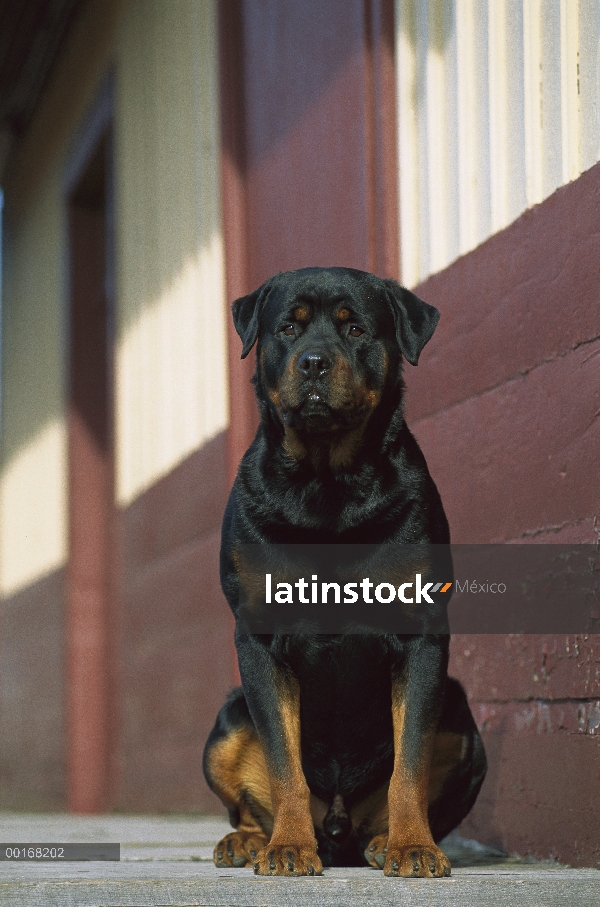 Adulto de Rottweiler (Canis familiaris) sentado afuera un granero