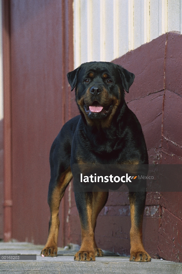 Alerta de pie adulto Rottweiler (Canis familiaris) fuera de granero