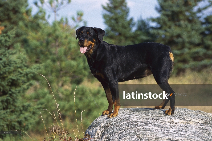 Alerta de Rottweiler (Canis familiaris) adulto de pie sobre una roca