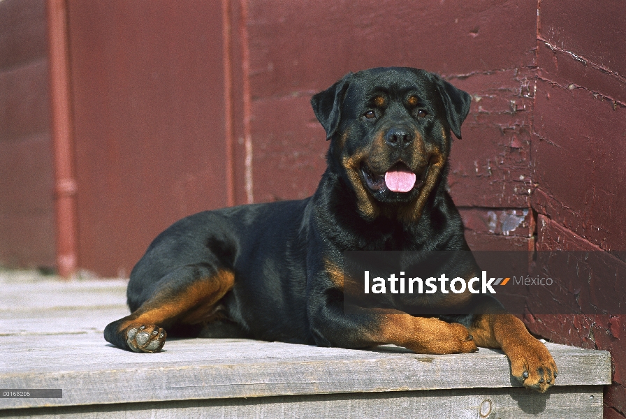 Adulto de Rottweiler (Canis familiaris) descansando en la terraza de una casa