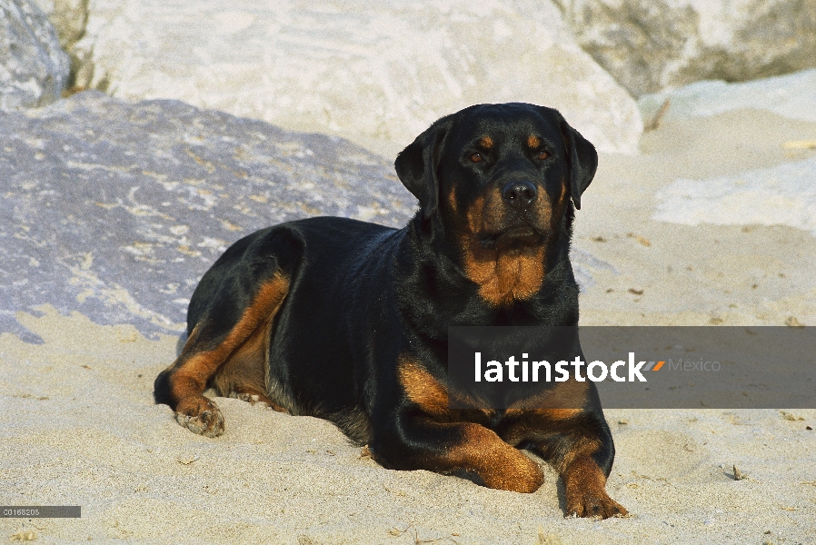 Adulto de Rottweiler (Canis familiaris) en la arena