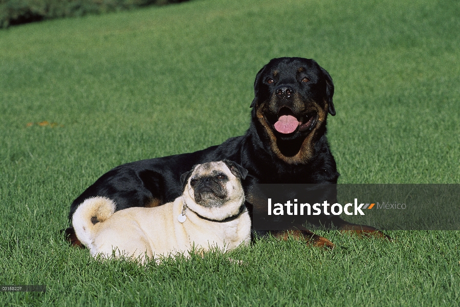 Adulto de Rottweiler (Canis familiaris) descansando en la hierba con amigo de pug