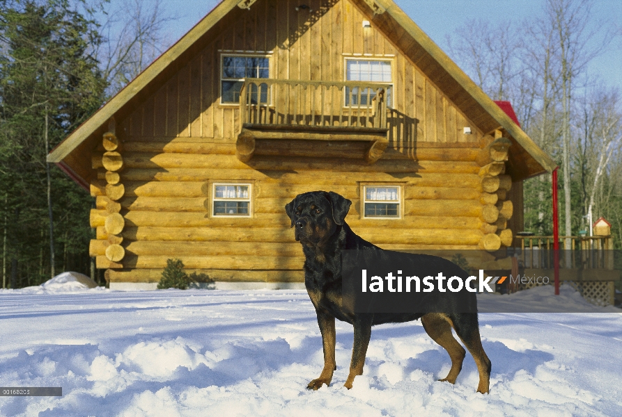 Pie adulto Rottweiler (Canis familiaris) en la nieve fuera de un hogar