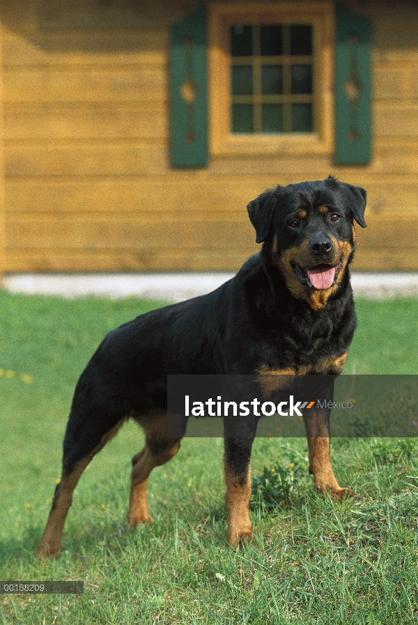 Pie adulto Rottweiler (Canis familiaris) en el césped fuera de un hogar