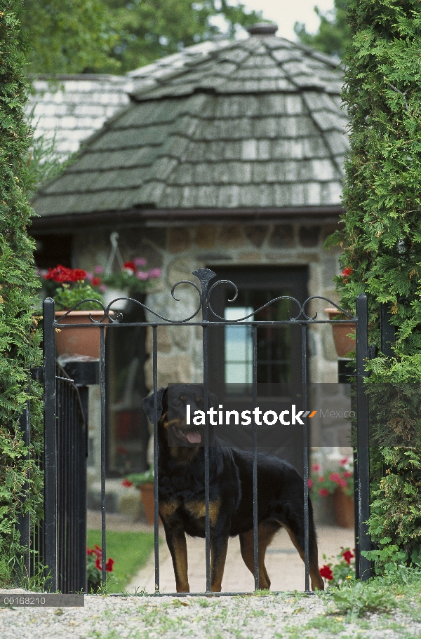 Adulto de Rottweiler (Canis familiaris) a través de una puerta fuera de un hogar