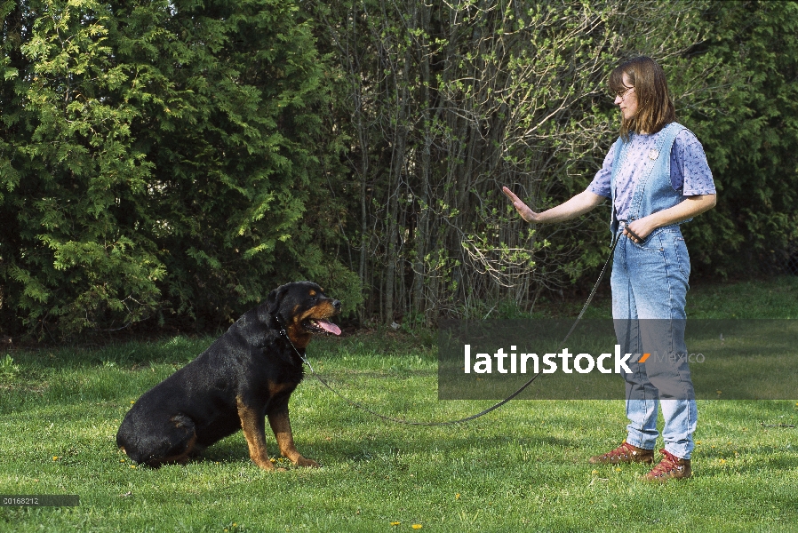 Rottweiler (Canis familiaris) entrenado por una mujer a sentarse y quedarse